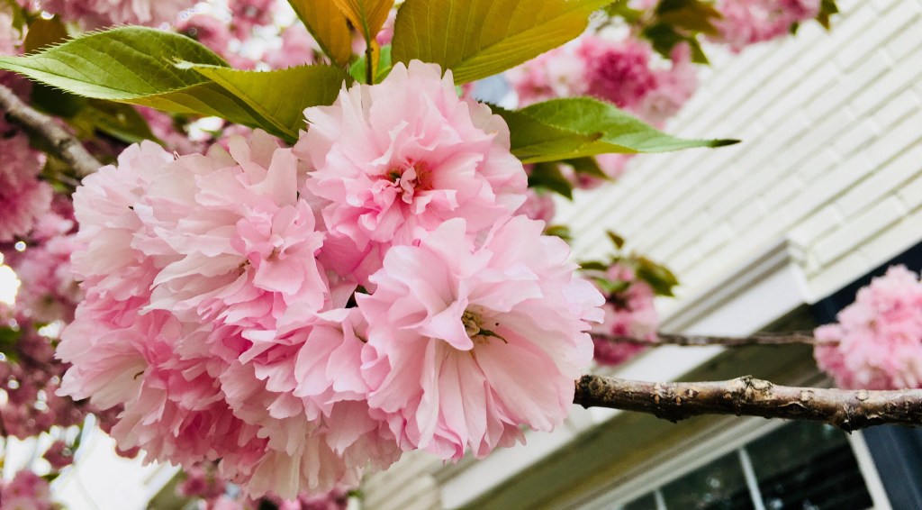 Attitude of Gratitude